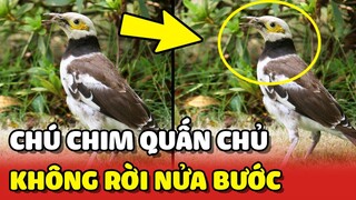 Ngạc nhiên với chú chim SIÊU QUẤN CHỦ là GIANG HỒ không sợ ai 😂 | Yêu Lu