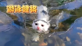 ลูกแมวที่ฉันเก็บมาว่ายน้ำเก่งจริงๆ นะ! ต้องดูจนจบเลยนะ!!