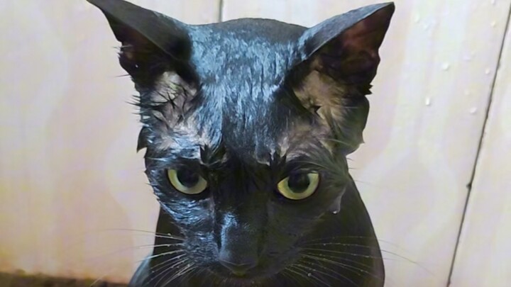 Meow Rules: Swift Meow – A Good Cat Washing Up Nicely for the New Year