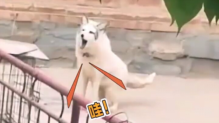 สัตว์เลี้ยงจอมพลังในตำนาน???