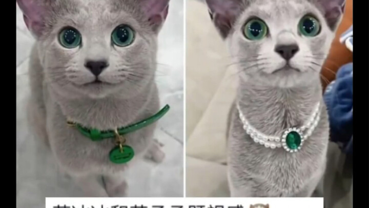 هل يذكّركم فان بينغ بينغ وفان تشنغتشنغ بالشخصيتين نفسها؟ واحدة جامدة وباردة، والأخرى مضحكة! بل لا، ف