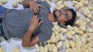 The magical skill of summoning chicks, everyone must have mistaken him for a mother hen!