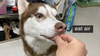 Chủ nhân lừa Husky ăn không khí, không ngờ nó không hề nghi ngờ!