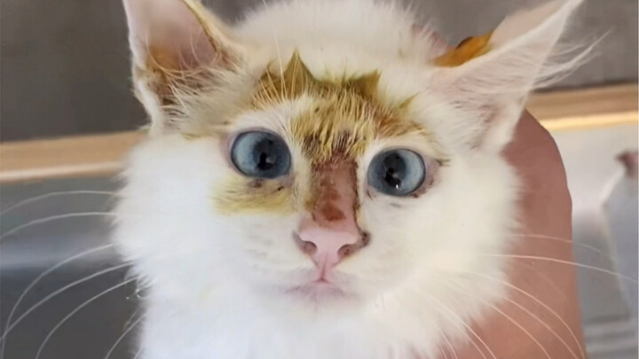 درّبت القطّة أربع مرات فقط، فصارت قطة لطيفة لا تُثير الشغب ولا تُدمّر البيت، بل تستمتع بالمسح والحضن