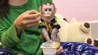 Baby monkey enjoy playing while eating yogurt