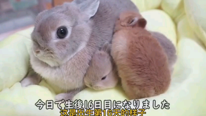 A 16-day-old baby rabbit eats nienie.