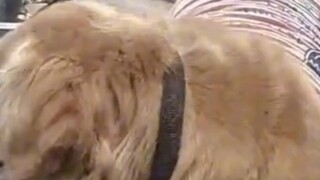 “可爱的小家伙们” — 萌宠日记