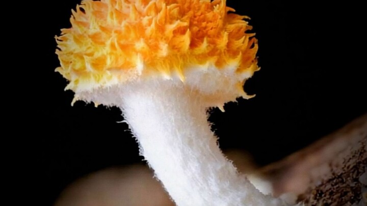 This is a “dead man’s finger,” scientifically known as Xylaria polymorpha. With its adorable, almost