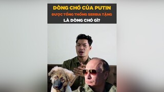 Dòng chó Putin được tổng thống Serbia tặng là dòng chó gì? tuitienpet petonesaigon petnhatrang dcgr