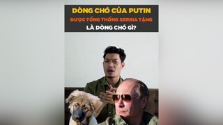 Dòng chó Putin được tổng thống Serbia tặng là dòng chó gì? tuitienpet petonesaigon petnhatrang dcgr