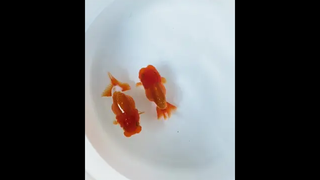 ชอบ