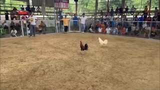 machine hatch loss maayo pud kunrta @ El Salvador Arena