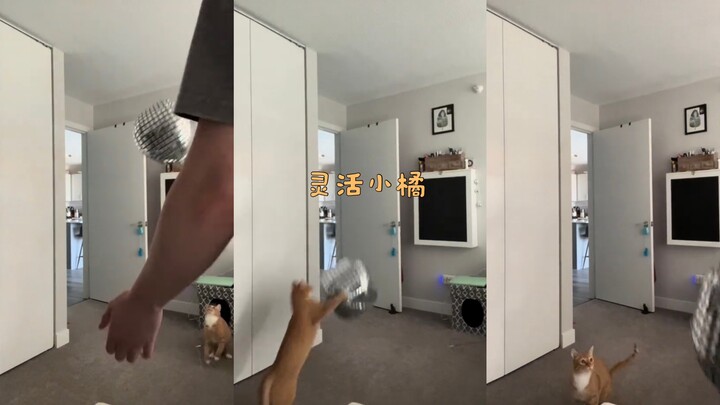 Chú mèo cam thật linh hoạt!