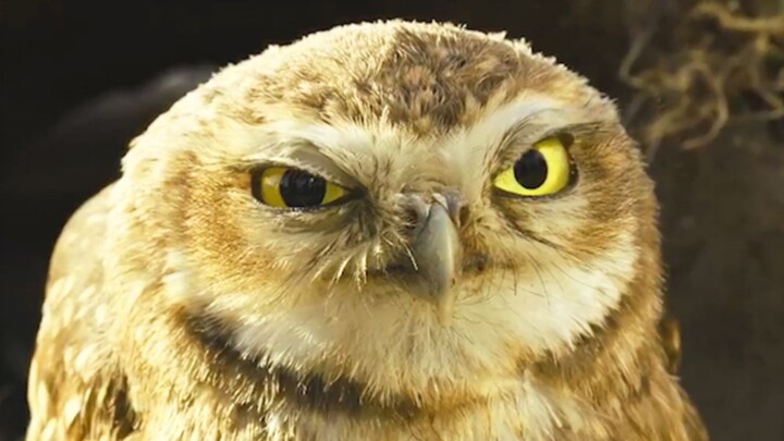 Burrowing Owl Running Roughshod over Human Noble's Territory