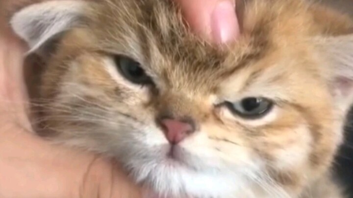 If you’re not ruthless, you won’t stand tall!