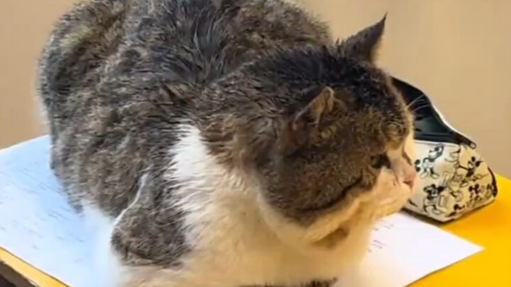 القطة السمينة من المدرسة جاءت لتفقد الواجبات～