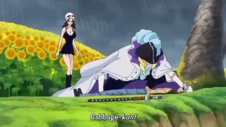 cabbage kun main yuk