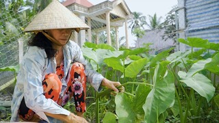 Gà vườn xào môn ngọt, gà kho gừng | Món Ngon Mẹ Nấu