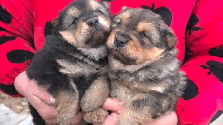 Another business trip just brought two more mouths to feed, piling even more burdens on our already 