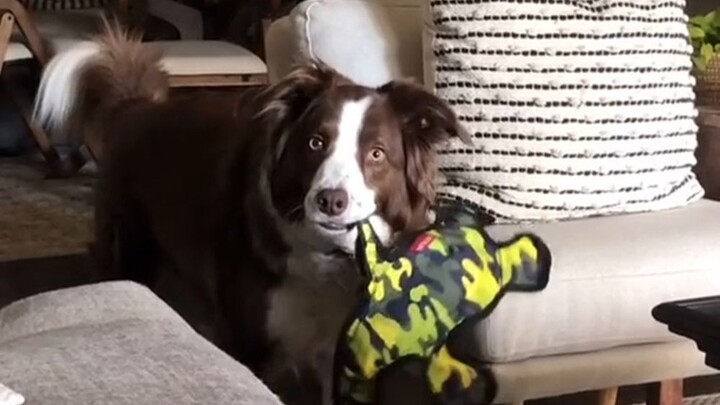 Berbisik pelan menyebutkan kata yang paling disukai anjing, lalu lihat bagaimana reaksi mereka