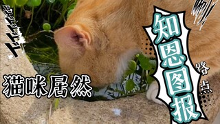 القطط تعرف بالفعل كيف ترد الجميل