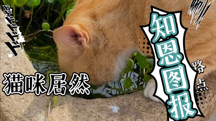 Chuột mèo hóa ra biết đền ơn报恩