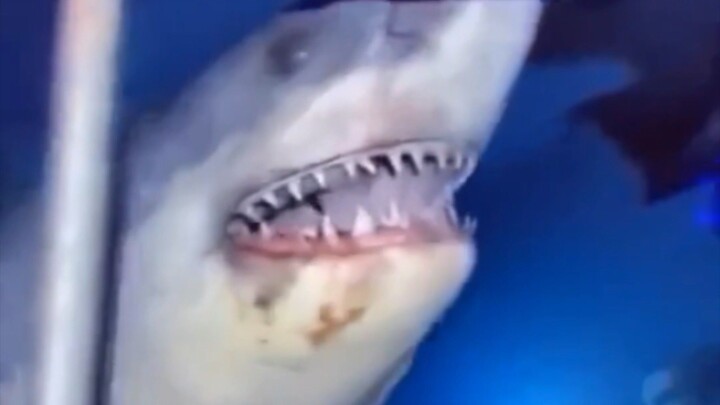 Baby shark😬😬😬😬😬