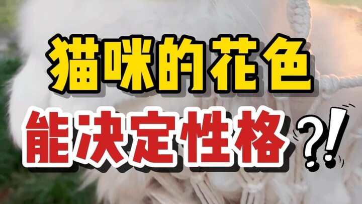 นิสัยแมวดีหรือไม่? ดูจากสีก็รู้เลย!