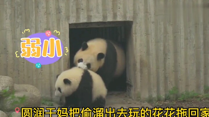 Ms. Chen Yuanyun, drag Hua Hua back—she’s tried again and again to sneak out and have fun!