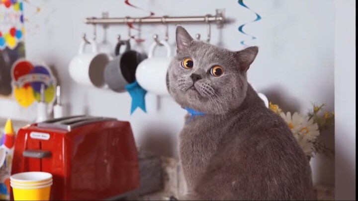 The Cat Who Caught the Laser