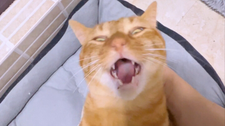 Extra-Long Version: A Divine Way to Pet Cats