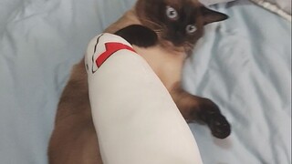 Tôi là một nghệ sĩ kiếm thuật.