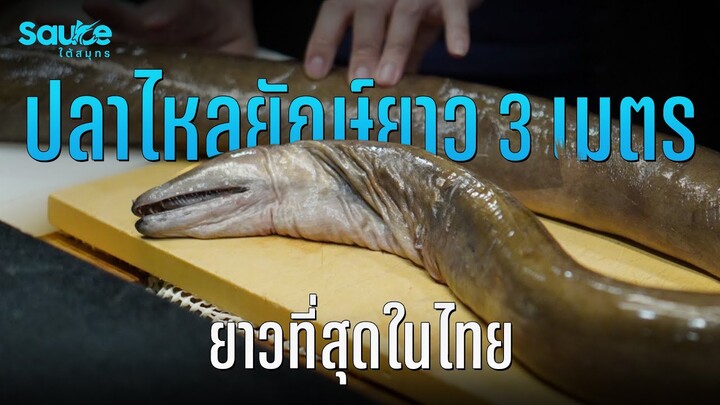 ปลาไหลยักษ์ ยาว 3 เมตร ยาวที่สุดในไทย l Sauceใต้สมุทร