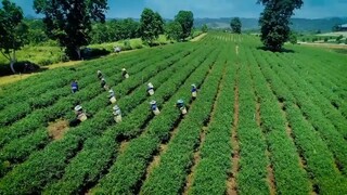 สุภาพบุรุษชาวดิน 8