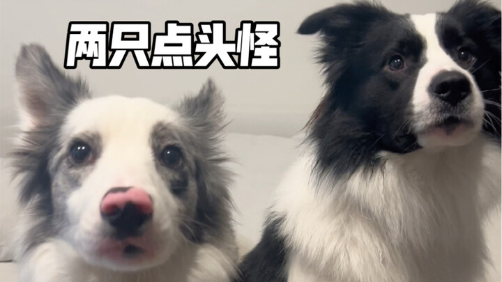 The Joys and Sorrows of Owning Two Border Collies