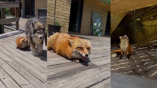 狐狸和哈士奇9年的相伴，见着狗狗还是这么兴奋