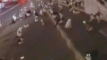 Một cư dân mạng tốt bụng cho một chú mèo hoang ăn, ai ngờ ngay sau đó cả đàn mèo ùa đến!