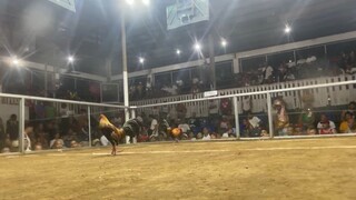 PILA COL.2HITS 2ND FYT CHAMP.