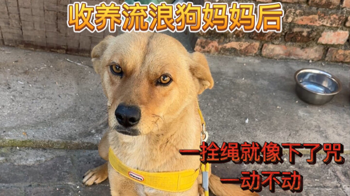 After the stray mom dog was chained up, it was like she’d been cursed—the moment the leash went on, 