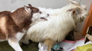 If the sheep at home are disobedient, it is probably because they lack the discipline of the Husky!
