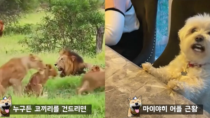 จุดจบของสิงโตเผชิญหน้ากับช้าง Funny Animal Meme