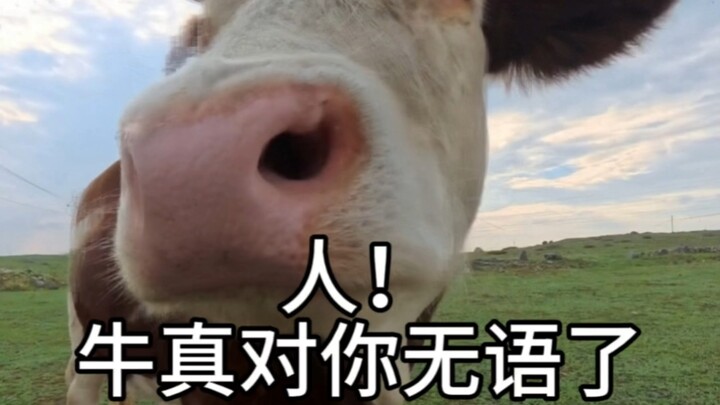 People! The cow is really at its wit’s end with you #InnerMongoliaVastGrassland #CutePetDebutPlan #A