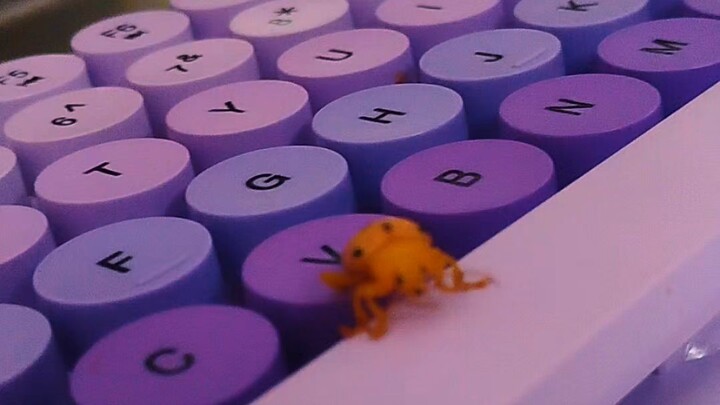 Kumbang betina Meksiko lg jalan2 ni,,