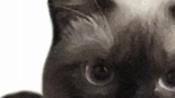 Bird Mother’s Grief-Stricken Revenge: The Red Falcon’s Heroic Defense and Loss