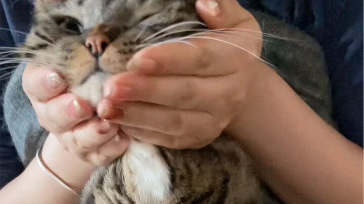 ทำไมซิปของน้องแมวถึงเปิดออกล่ะ?