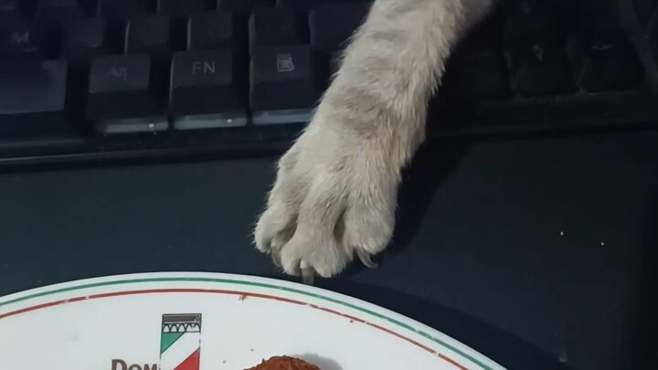 the quick cat