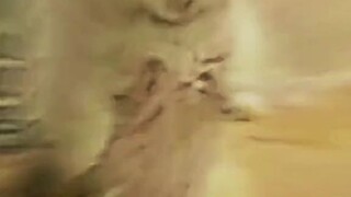 kucing multifungsi
