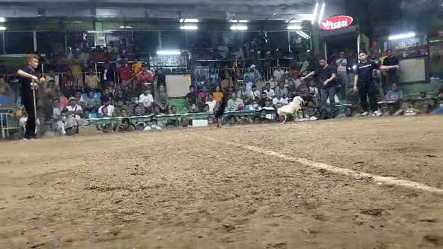 8months old kelso 1st fight