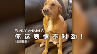 Con chó có vẻ mặt tội lỗi và bạn có thể nhận ra có điều gì đó không ổn!