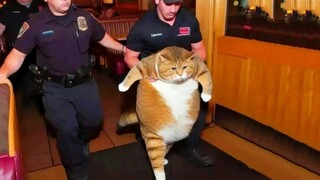 ولاية فلوريدا لا ترعى القطط البطالة